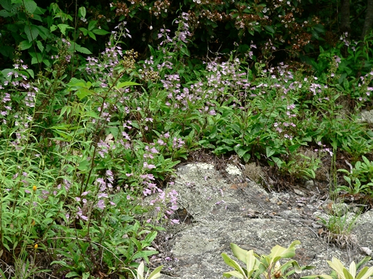 {Penstemon smallii}
